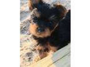 Yorkshire Terrier Puppy for sale in Bellaire, MI, USA