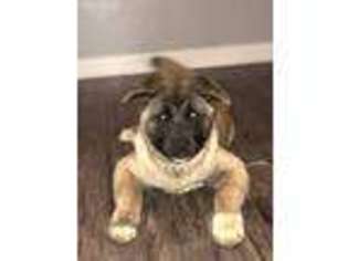 Akita Puppy for sale in Bridgeport, CT, USA