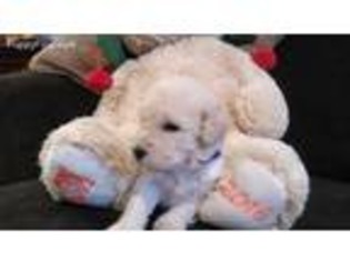 Labradoodle Puppy for sale in Galveston, TX, USA