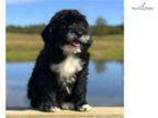 Portuguese Water Dog Puppy for sale in Jonesboro, AR, USA