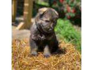 German Shepherd Dog Puppy for sale in Anderson, SC, USA