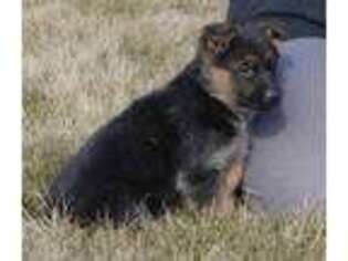 Mutt Puppy for sale in Toppenish, WA, USA