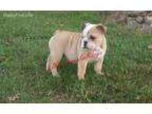 Bulldog Puppy for sale in Madisonville, TN, USA