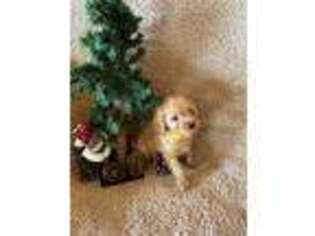 Cavapoo Puppy for sale in Fox River Grove, IL, USA