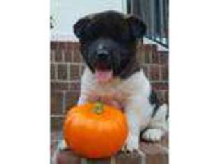 Akita Puppy for sale in Bailey, NC, USA
