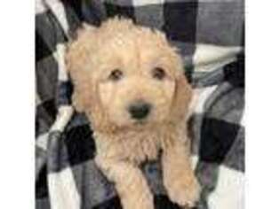 Goldendoodle Puppy for sale in Louisville, KY, USA