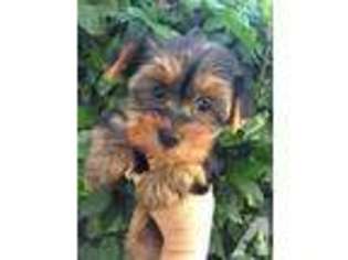 Yorkshire Terrier Puppy for sale in SOUTH PASADENA, CA, USA
