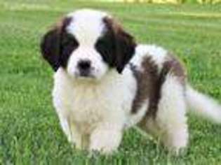 Saint Bernard Puppy for sale in Mercersburg, PA, USA