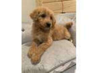 Goldendoodle Puppy for sale in Bremen, KY, USA