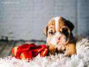 Bulldog Puppy for sale in San Angelo, TX, USA