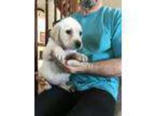 Labrador Retriever Puppy for sale in Elbert, CO, USA