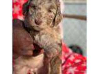 Goldendoodle Puppy for sale in Gastonia, NC, USA