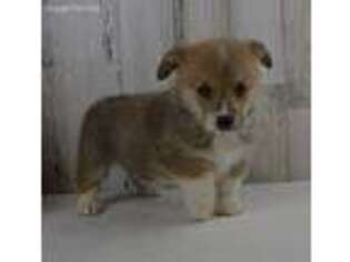 Pembroke Welsh Corgi Puppy for sale in Tuscola, IL, USA