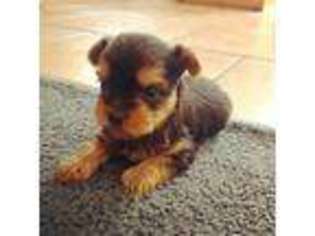 Yorkshire Terrier Puppy for sale in Lebec, CA, USA