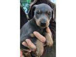 Doberman Pinscher Puppy for sale in Lindsay, CA, USA