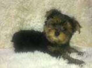Yorkshire Terrier Puppy for sale in Rossville, GA, USA
