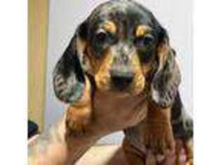 Dachshund Puppy for sale in Montclair, CA, USA