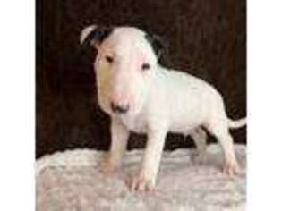 Bull Terrier Puppy for sale in Lind, WA, USA