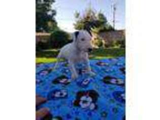 Bull Terrier Puppy for sale in Delano, CA, USA