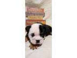 Bulldog Puppy for sale in Delta, OH, USA
