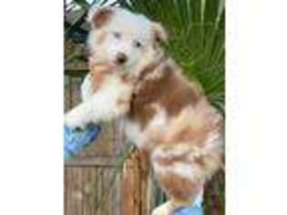 Australian Shepherd Puppy for sale in Tampa, FL, USA
