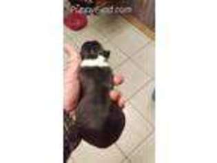 Pembroke Welsh Corgi Puppy for sale in Whitesboro, TX, USA