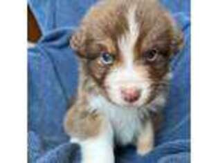 Australian Shepherd Puppy for sale in Fallbrook, CA, USA