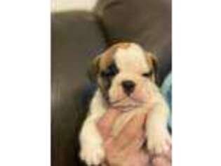 Bulldog Puppy for sale in Pendleton, OR, USA