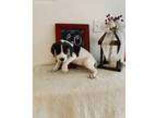 Great Dane Puppy for sale in Shawboro, NC, USA