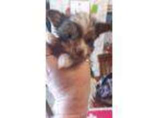 Yorkshire Terrier Puppy for sale in Parishville, NY, USA
