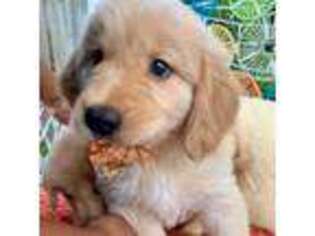 Golden Retriever Puppy for sale in South Orange, NJ, USA