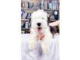Old English Sheepdog Puppy for sale in South Bay, FL, USA