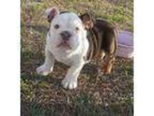 Bulldog Puppy for sale in Lumber Bridge, NC, USA