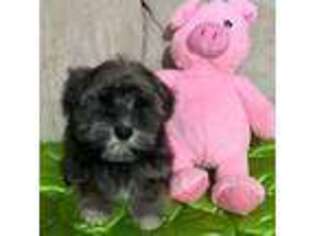 Havanese Puppy for sale in Howell, MI, USA