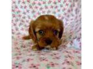 Cavalier King Charles Spaniel Puppy for sale in Mount Dora, FL, USA