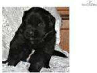 Newfoundland Puppy for sale in Kansas City, MO, USA