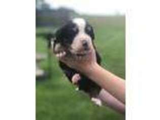 Bernese Mountain Dog Puppy for sale in Morrison, IL, USA
