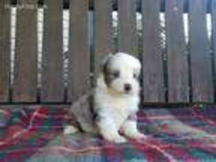 Miniature Australian Shepherd Puppy for sale in Jeffersonville, KY, USA