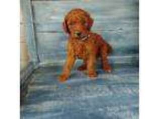 Mutt Puppy for sale in Talbotton, GA, USA