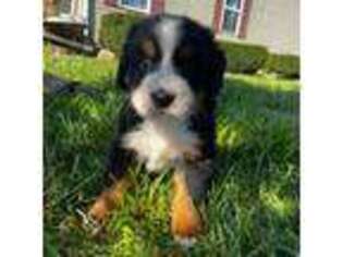 Bernese Mountain Dog Puppy for sale in Tiffin, OH, USA
