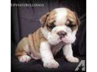 Bulldog Puppy for sale in HILTON, NY, USA
