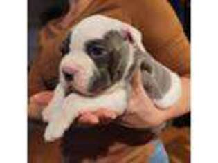 Olde English Bulldogge Puppy for sale in Kenbridge, VA, USA