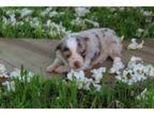 Miniature Australian Shepherd Puppy for sale in Chandler, OK, USA
