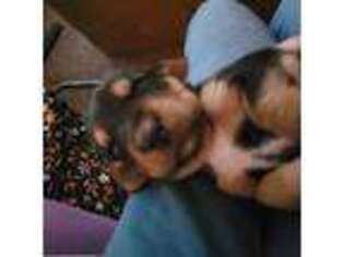 Basset Hound Puppy for sale in Tacoma, WA, USA