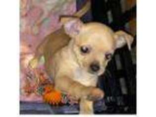 Chihuahua Puppy for sale in Ellijay, GA, USA