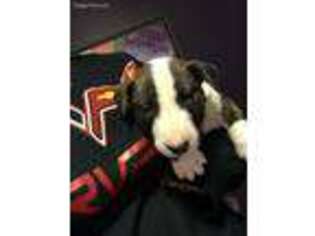 Bull Terrier Puppy for sale in Memphis, TN, USA