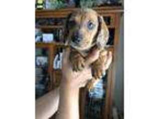 Dachshund Puppy for sale in Ripon, CA, USA