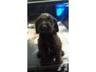 Labradoodle Puppy for sale in SPARTANBURG, SC, USA