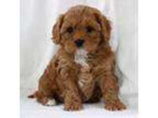 Cavapoo Puppy for sale in Plains, MT, USA