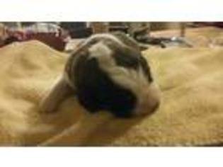 Saint Bernard Puppy for sale in Groton, NY, USA